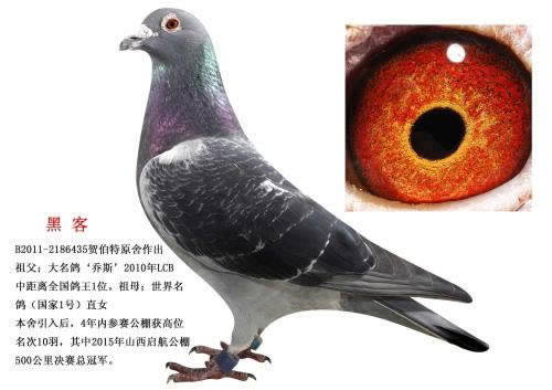 风控审核被拒什么意思 操作思路（图）