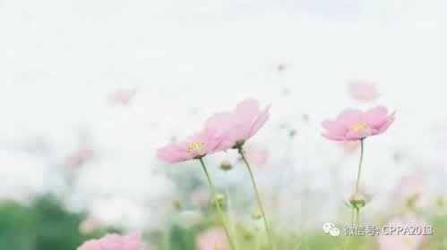 碰到黑网系统审核取款失败.读者的话（图）